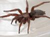 Scotophaeus sp.